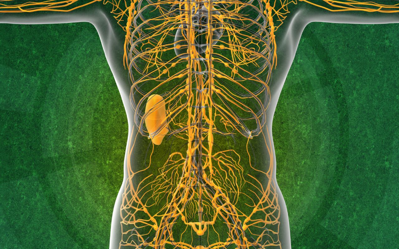 Sistema linfatico com'è fatto